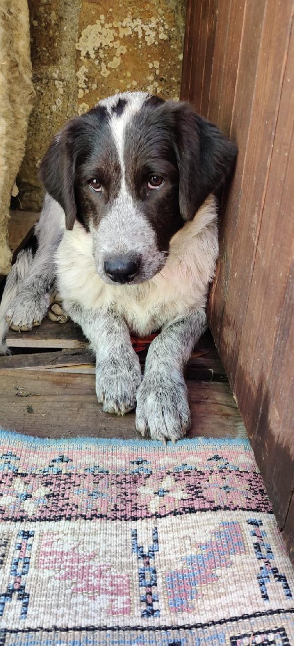 💕“Emma cerca il suo lieto fine: regala amore a chi ne ha tanto da dare”🏠❤️ Foto 4